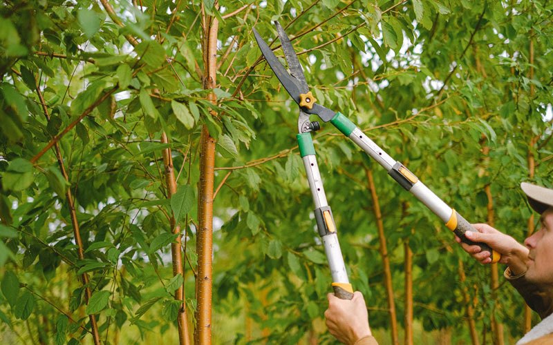 Tree trimming in Westbrookville, NY